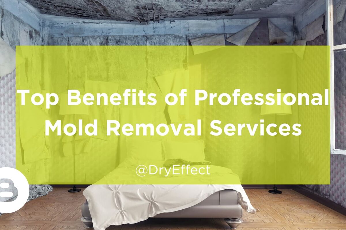 A Comprehensive Guide to Mold Inspection and Testing