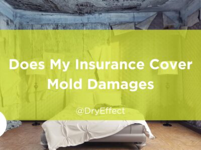Insurance Cover Mold Damages