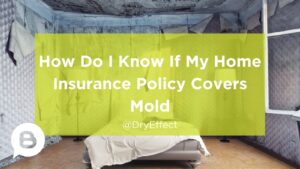 home insurance policy covers mold