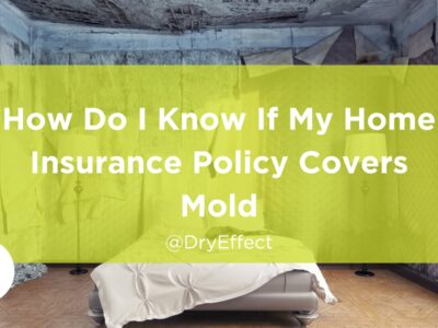home insurance policy covers mold