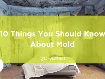 should know about mold