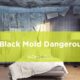 black mold