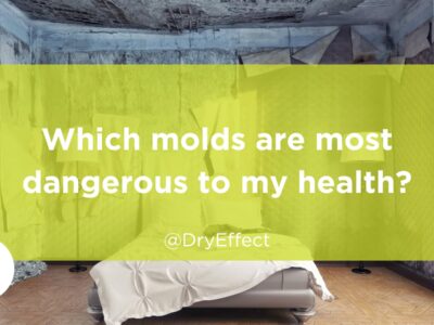 molds are most dangerous