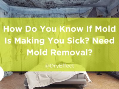 need mold removal
