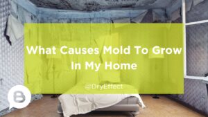 causes mold to grow