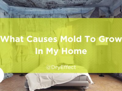 causes mold to grow