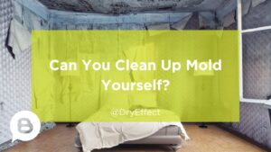 Can you clean up mold yourself
