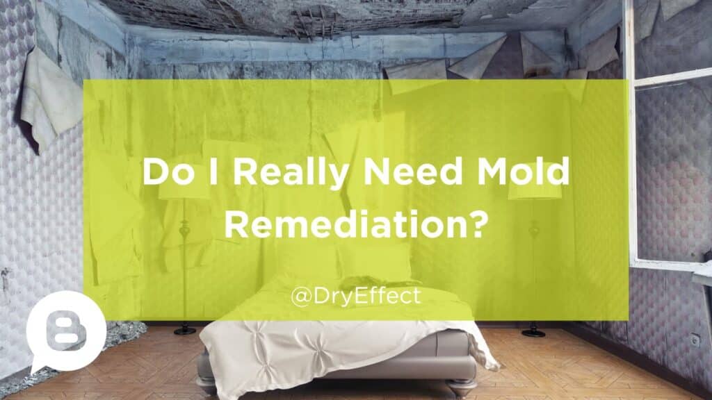 need mold remediation