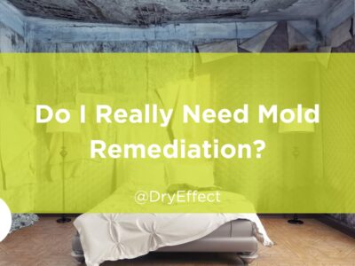 need mold remediation