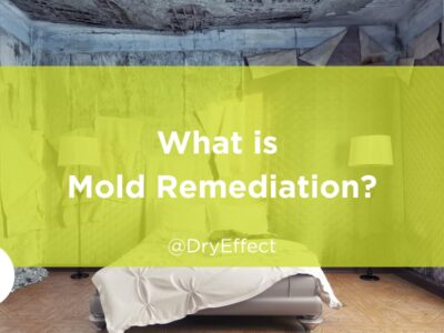 what is mold remediation