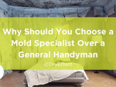 mold specialist