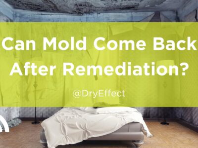 Can Mold Come Back