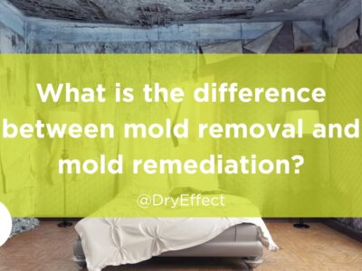 mold removal and mold remediation