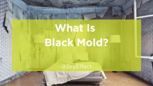 what is black mold