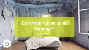 Can Mold Cause Liver Damage?