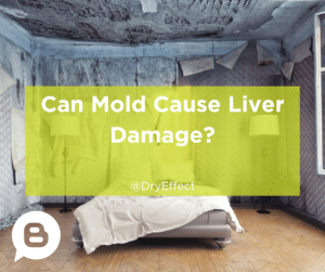 Can mold cause liver damage?