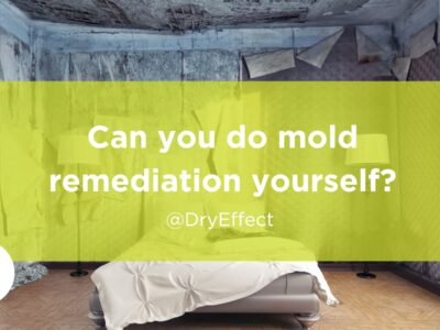 Can you do mold remediation yourself?