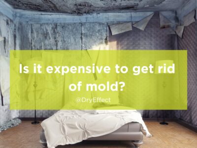 Is it expensive to get rid of mold?