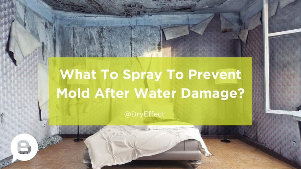 What To Spray To Prevent Mold After Water Damage