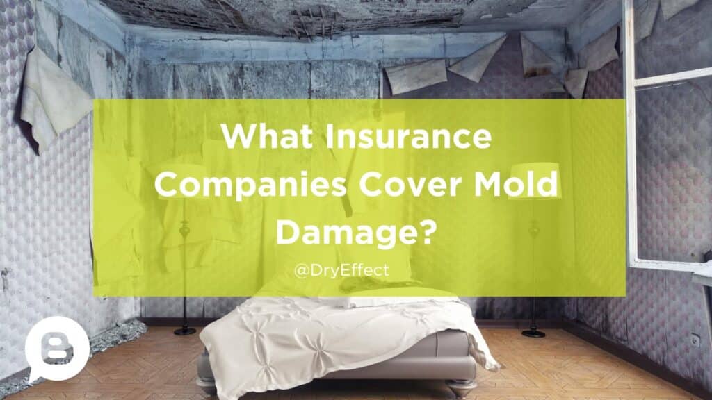 What Insurance Companies Cover Mold Damage?