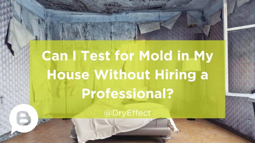 Can I Test for Mold in My House Without Hiring a Professional?
