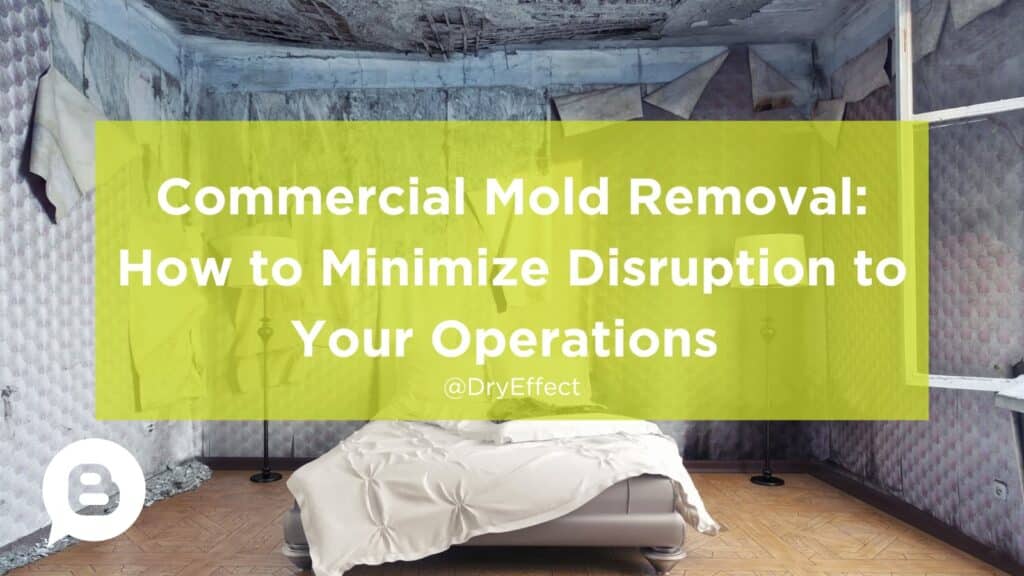 Commercial Mold Removal How to Minimize Disruption to Your Operations