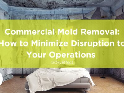 Commercial Mold Removal How to Minimize Disruption to Your Operations