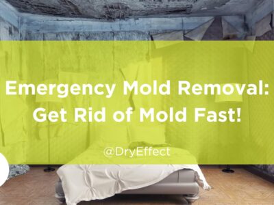 emergency mold removal services
