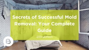Effective mold removal techniques
