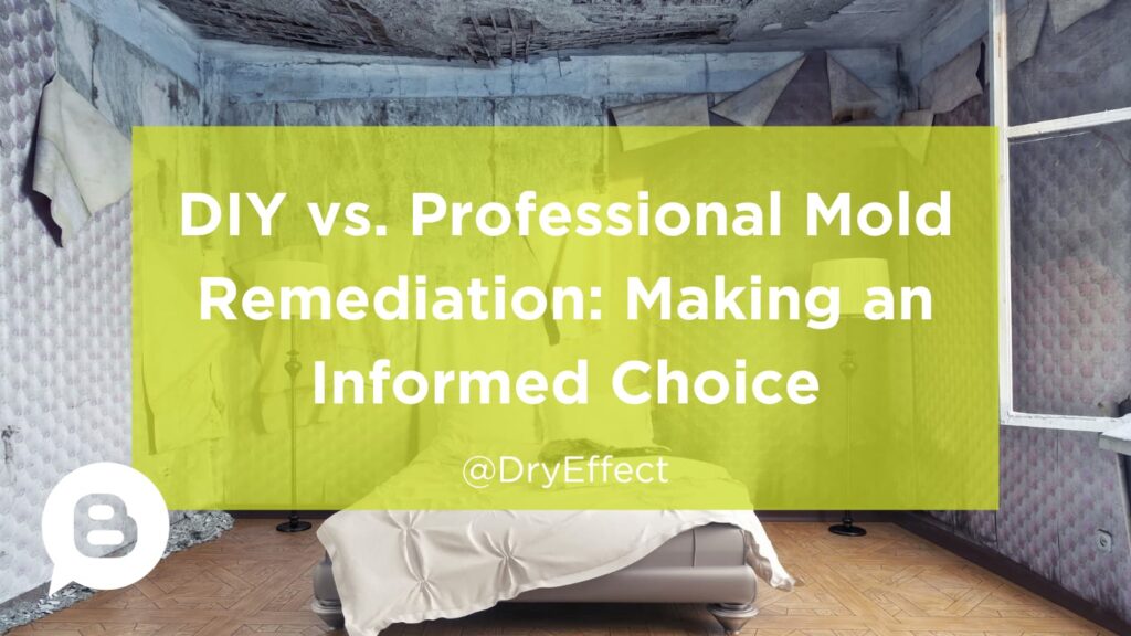 DIY vs. Professional Mold Remediation