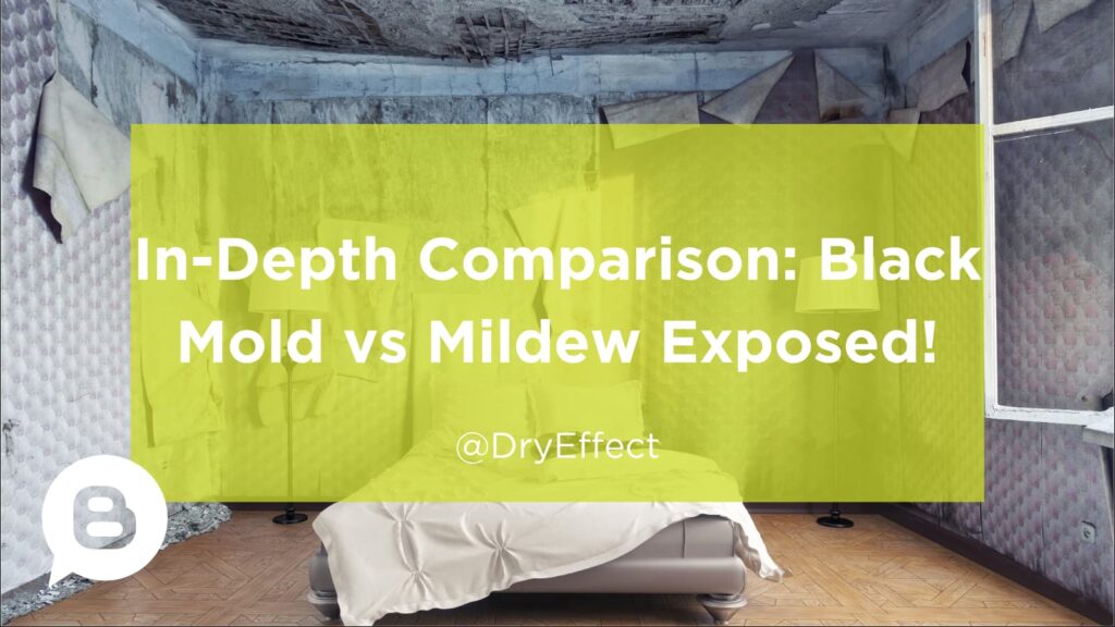 Black Mold vs Mildew